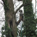 Worker in a Tree With a Chainsaw