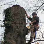 Worker in a Tree That Has Been Limbed