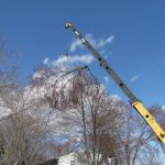 Crane Lifting a Large Branch