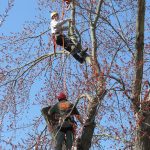 Two Workers in a Tree