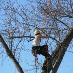 Worker in a Tree